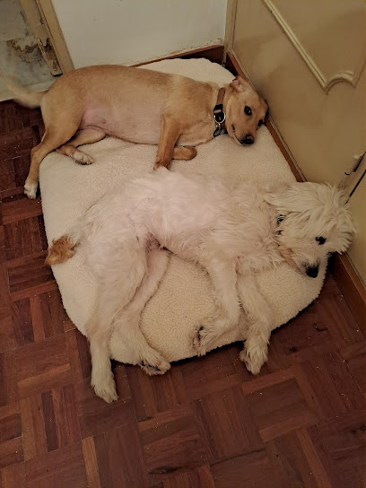 Vivapets em Maia