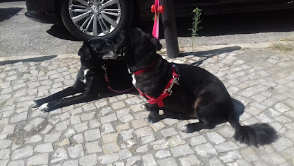 Bicharada do Bairro – Barreiro