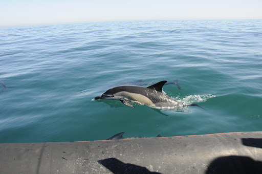 Atlantic Safaris – Nazaré