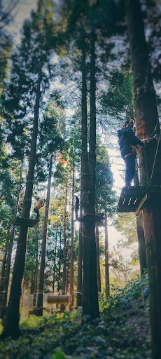 Azores TreeTop Park – Furnas