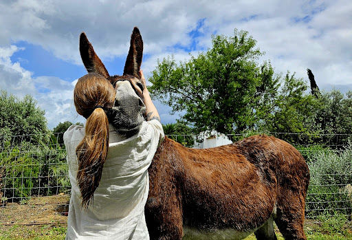 Donkey Tours em Paderne