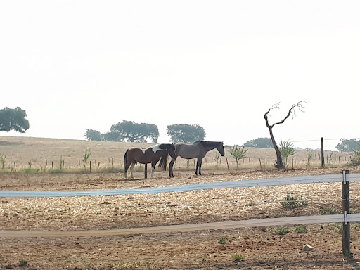 Herdade Da Mata em Alcáçovas
