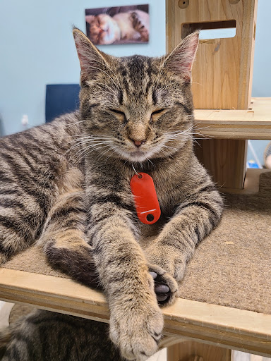 Meows Corner em Sterling