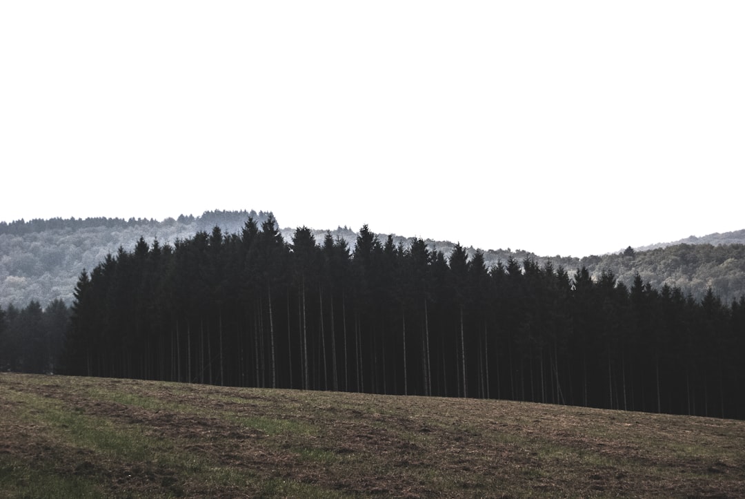 Picodreams – São Roque do Pico